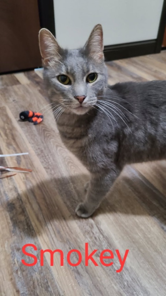 Smokey, an adoptable Domestic Short Hair in Minot, ND, 58701 | Photo Image 3