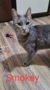 Smokey photo 3