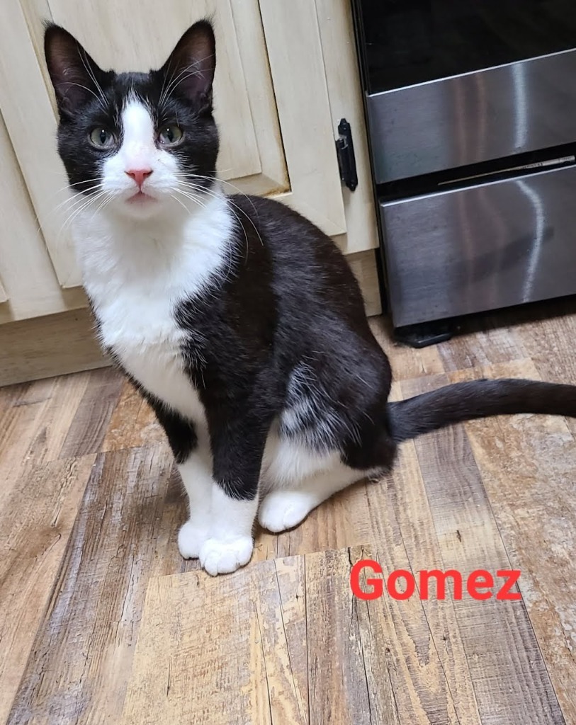 Gomez, an adoptable Domestic Short Hair in Minot, ND, 58701 | Photo Image 1