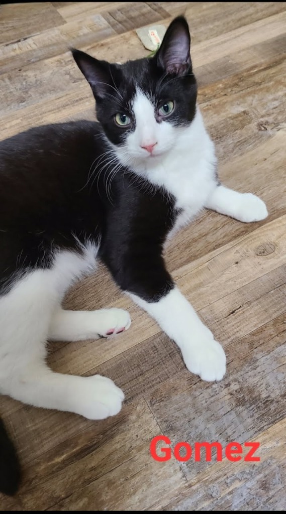 Gomez, an adoptable Domestic Short Hair in Minot, ND, 58701 | Photo Image 2