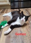 Gomez photo 3