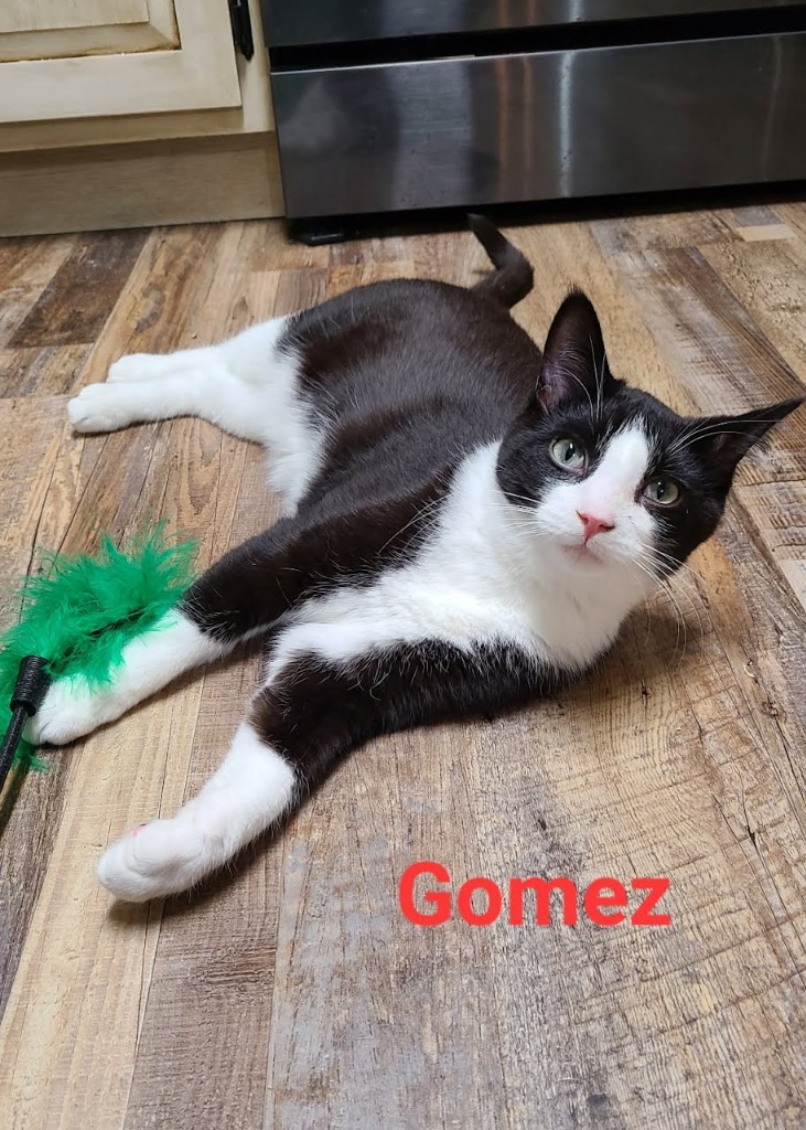 Gomez, an adoptable Domestic Short Hair in Minot, ND, 58701 | Photo Image 3