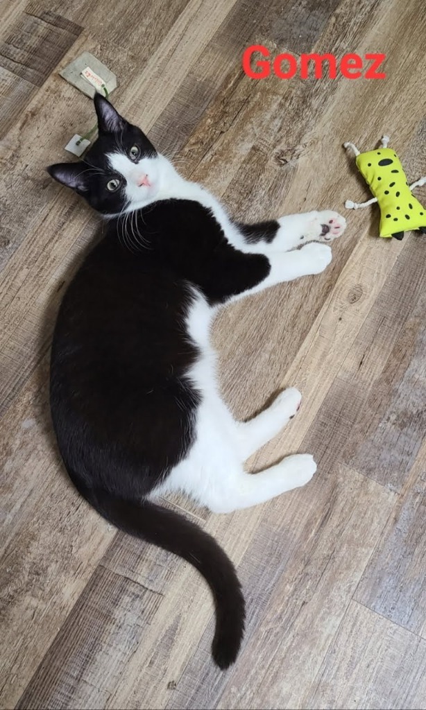 Gomez, an adoptable Domestic Short Hair in Minot, ND, 58701 | Photo Image 4