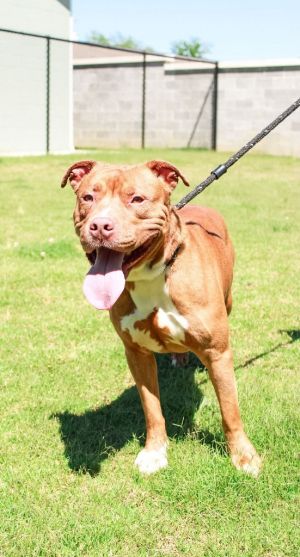 Red, Adult Male American Staffordshire Terrier