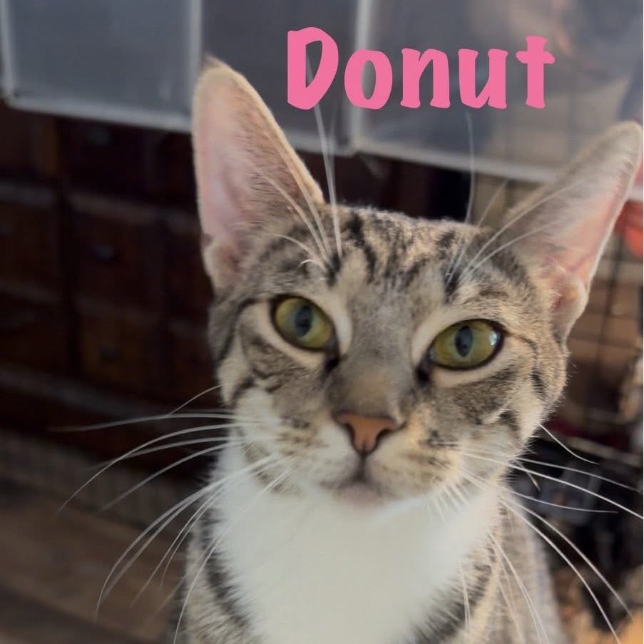 Donut