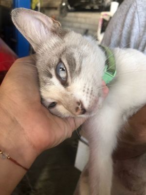 Isis, Young Female Siamese