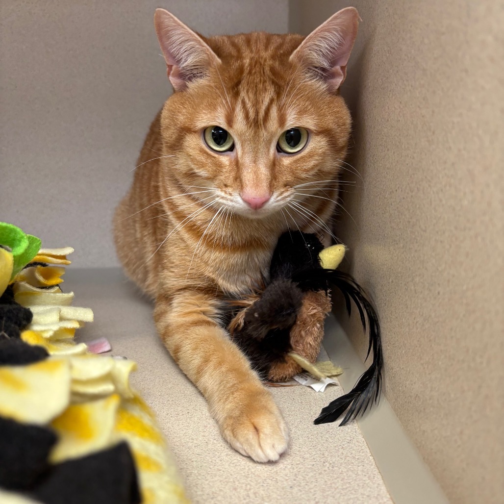 Ravioli, an adoptable Domestic Short Hair in Great Falls, MT, 59404 | Photo Image 1