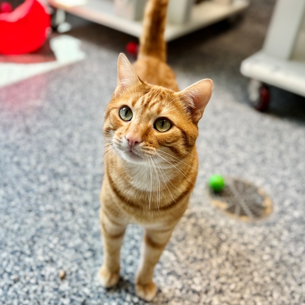 Ravioli, an adoptable Domestic Short Hair in Great Falls, MT, 59404 | Photo Image 1
