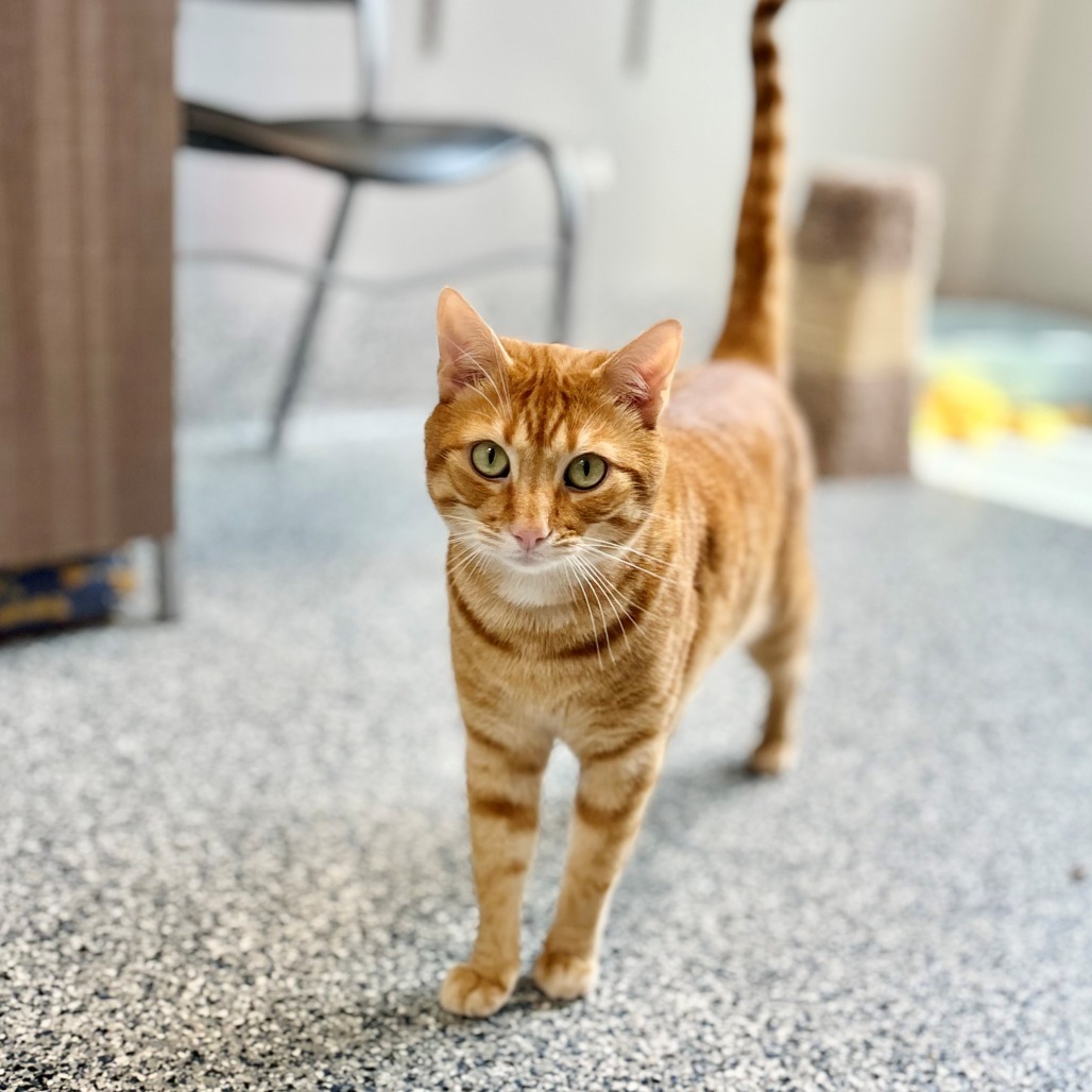 Ravioli, an adoptable Domestic Short Hair in Great Falls, MT, 59404 | Photo Image 3