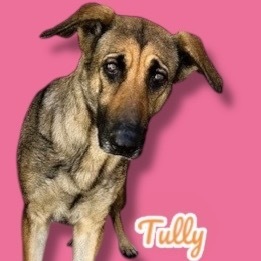 Tully, Adult Female German Shepherd Dog