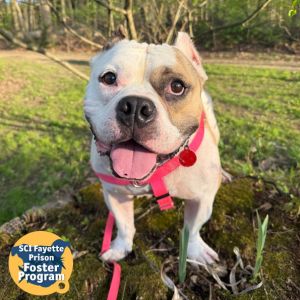 Pudge, Adult Male Mixed Breed
