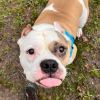 Pudge photo 3