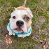 Pudge photo 4