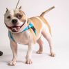 Pudge photo 5