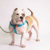 Pudge photo 6
