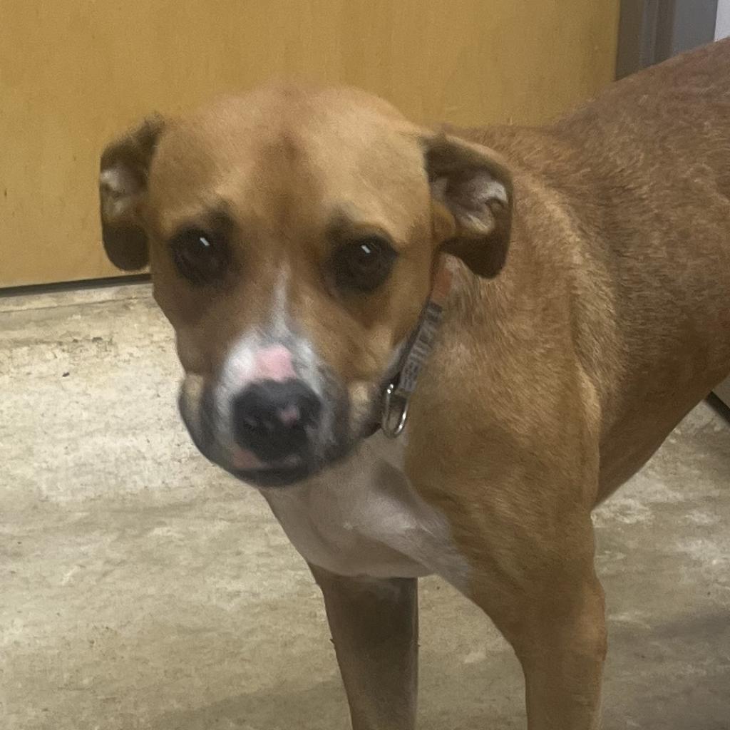 Cutie Pie - 080104T-2