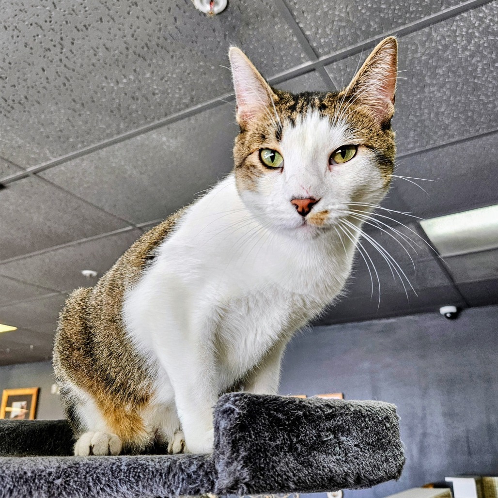 Bubbly, an adoptable Domestic Short Hair in Las Vegas, NV, 89146 | Photo Image 1