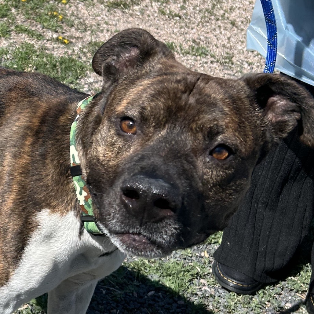 Flap Jack, an adoptable Terrier, Mixed Breed in Cheyenne, WY, 82007 | Photo Image 2