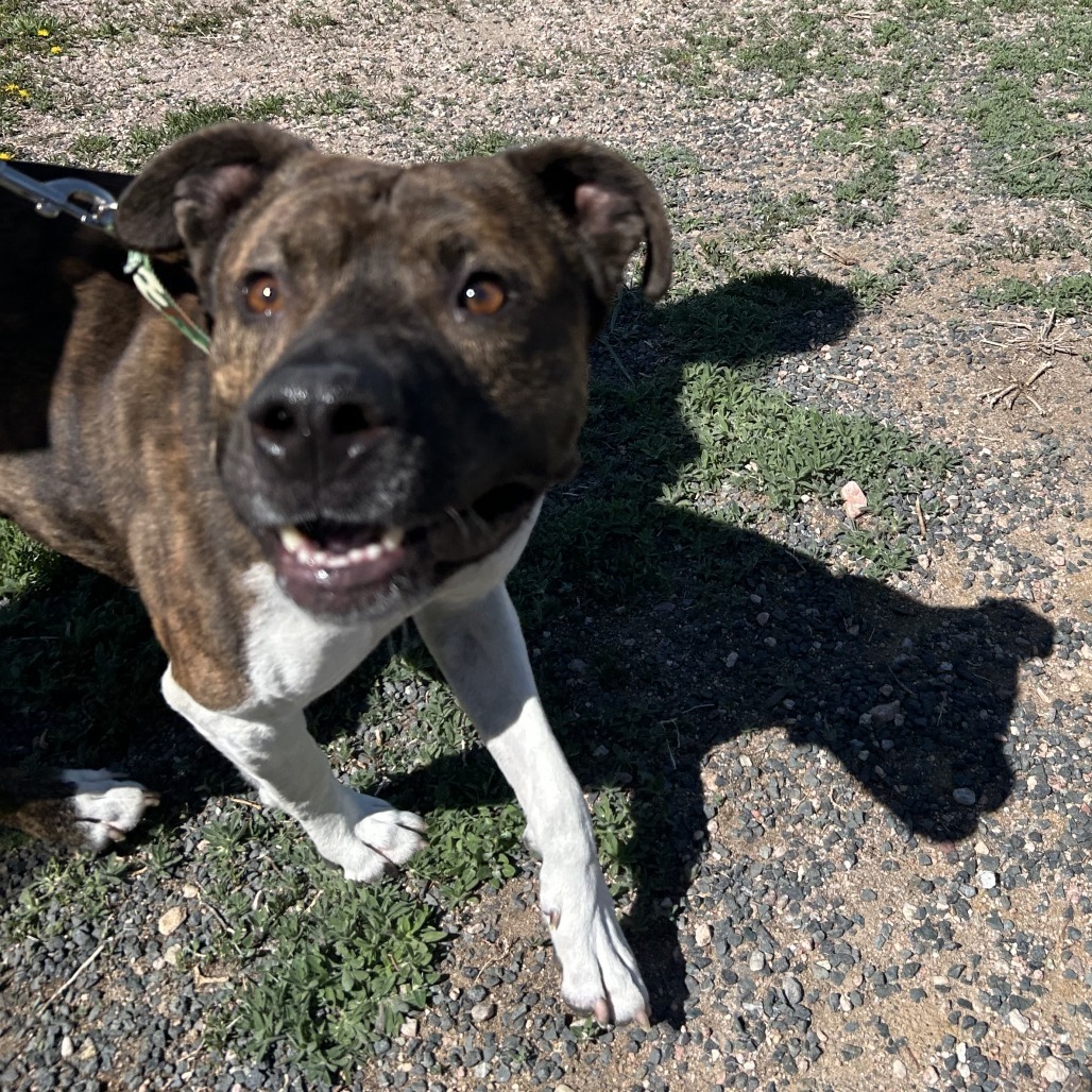 Flap Jack, an adoptable Terrier, Mixed Breed in Cheyenne, WY, 82007 | Photo Image 3