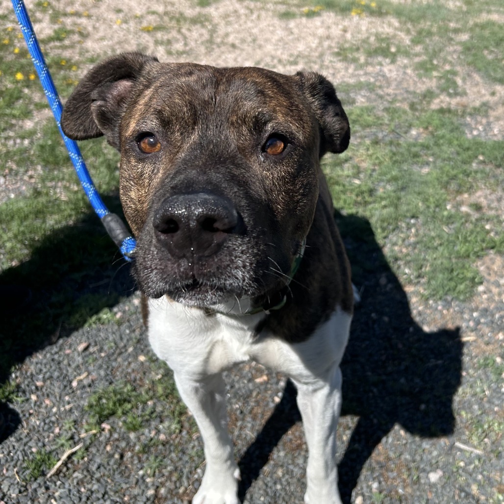 Flap Jack, an adoptable Terrier, Mixed Breed in Cheyenne, WY, 82007 | Photo Image 4