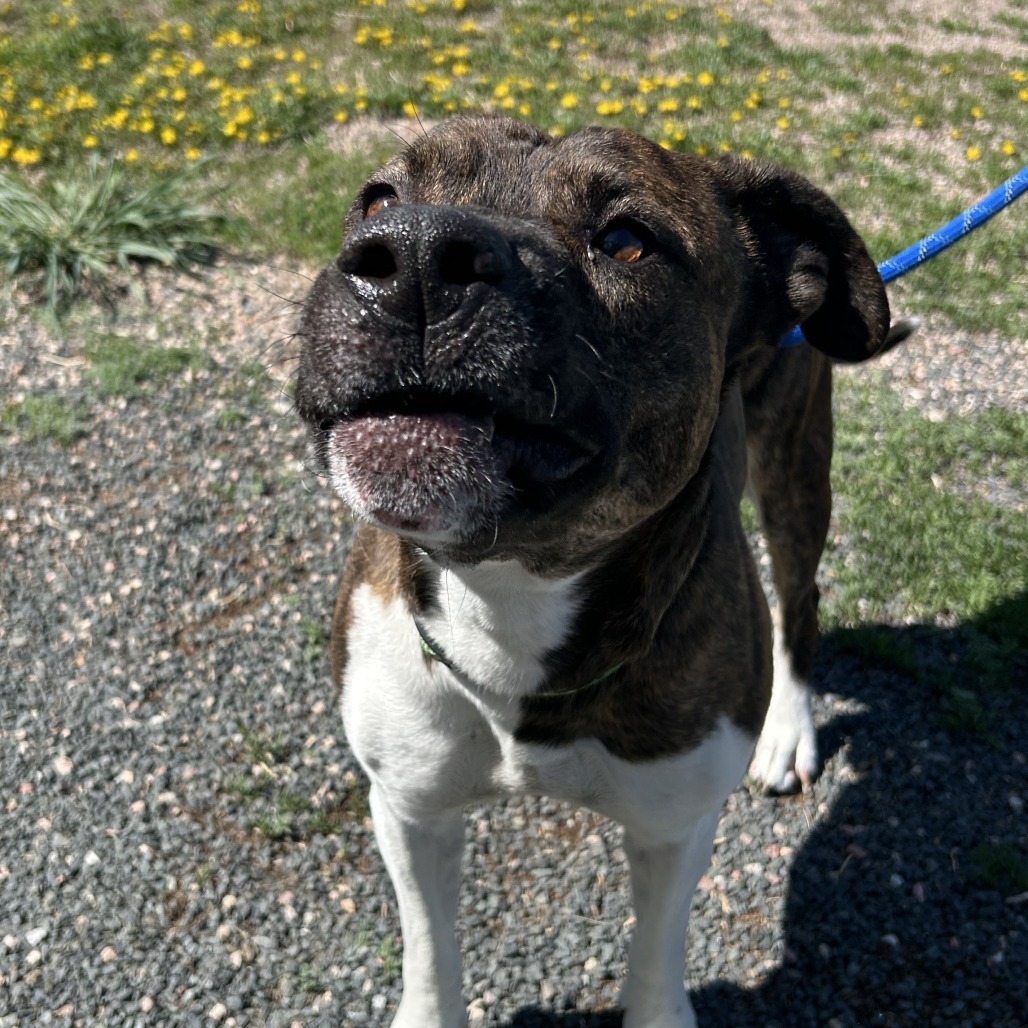 Flap Jack, an adoptable Terrier, Mixed Breed in Cheyenne, WY, 82007 | Photo Image 5