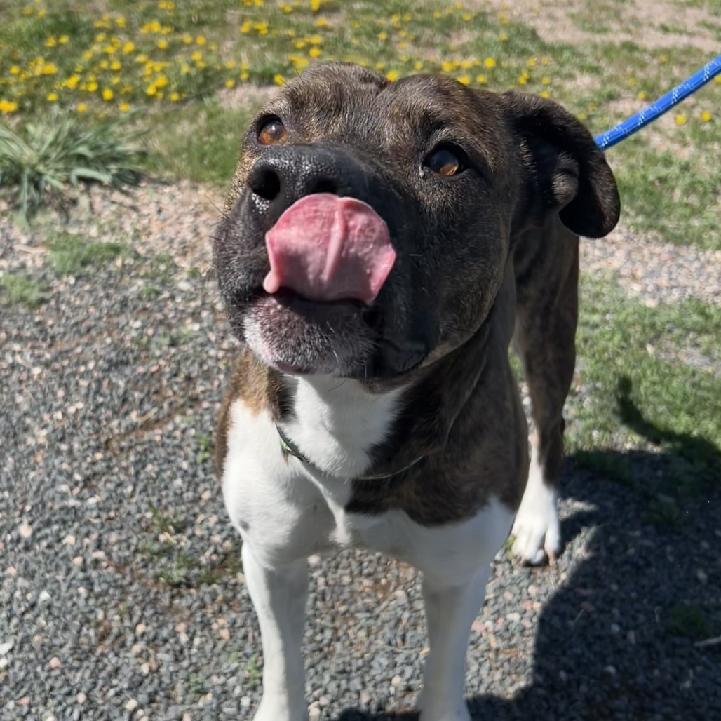 Flap Jack, an adoptable Terrier, Mixed Breed in Cheyenne, WY, 82007 | Photo Image 6