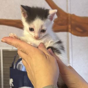 Mrs. Teevee, Baby Female Domestic Short Hair