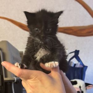 Doompety-Dee, Baby Female Domestic Long Hair