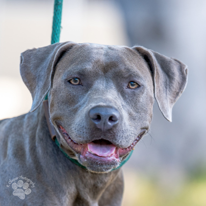 Jennie, an adoptable Pit Bull Terrier, Mixed Breed in Honolulu, HI, 96826 | Photo Image 1