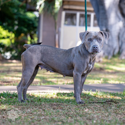 Jennie, an adoptable Pit Bull Terrier, Mixed Breed in Honolulu, HI, 96826 | Photo Image 2
