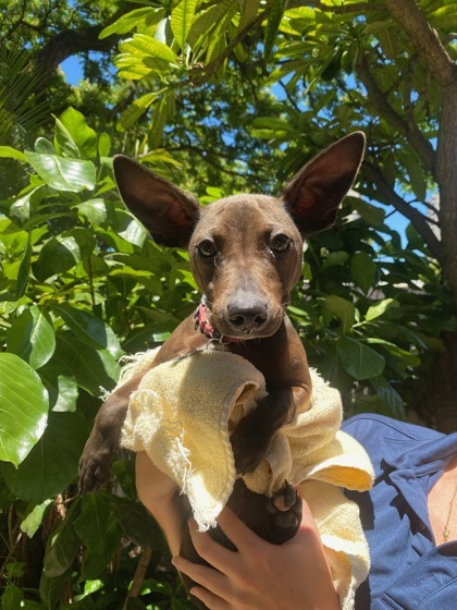 Hinano, an adoptable Shar-Pei, Mixed Breed in Honolulu, HI, 96826 | Photo Image 1