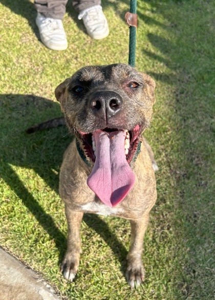 Lala, an adoptable Mixed Breed in Honolulu, HI, 96826 | Photo Image 1