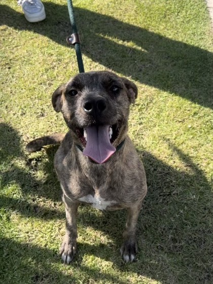 Lala, an adoptable Mixed Breed in Honolulu, HI, 96826 | Photo Image 2