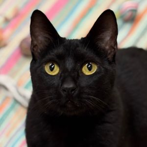 Hi there My name is Midnight and Im at the Santa Maria Campus Im a 3 year old female Domestic