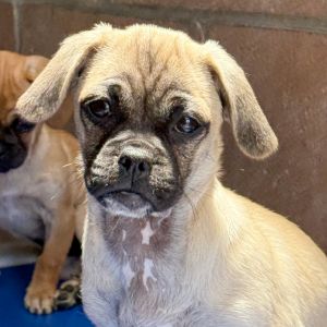 Honeycrisp No Gala No Ambrosia No Hi Im Fuji and Im an adorable 2 month old female Pug Mix 