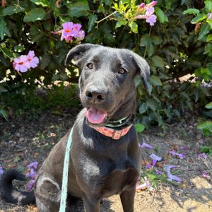 Hi My name is Bailey and Im at the Santa Barbara Campus Im a 1 year old Female Lab mix