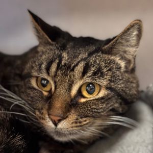 Hi there My name is Sally and Im at the Santa Barbara Campus Im a 8 year old female Domestic