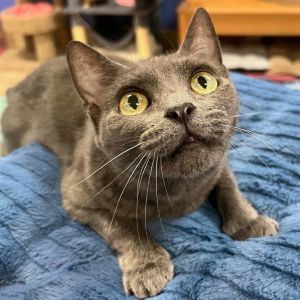 Autumn, Senior Female Domestic Short Hair