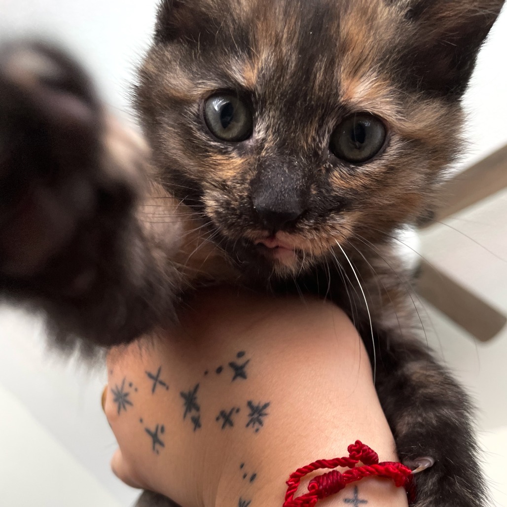 Pepper
