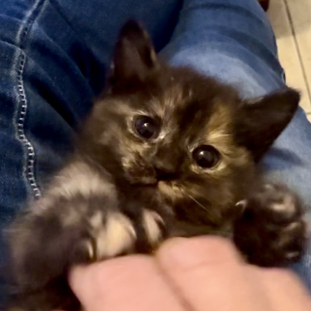 Pepper