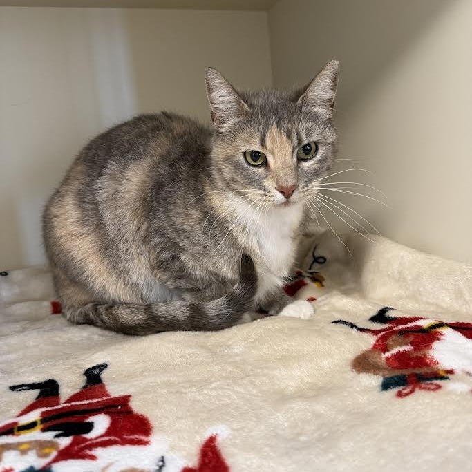 Misty, an adoptable Domestic Short Hair in Cody, WY, 82414 | Photo Image 1