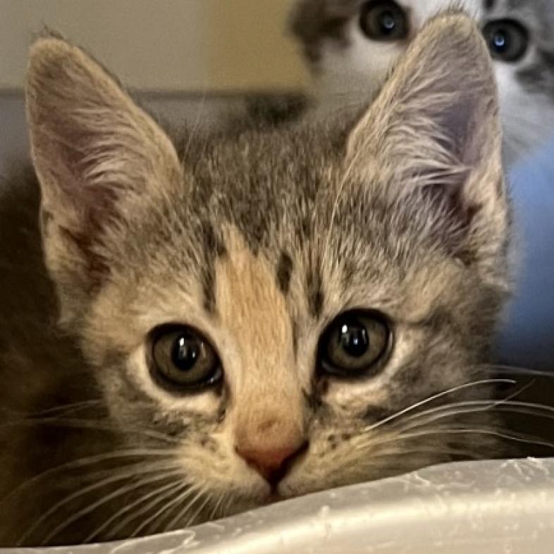 Misty, an adoptable Domestic Short Hair in Cody, WY, 82414 | Photo Image 2