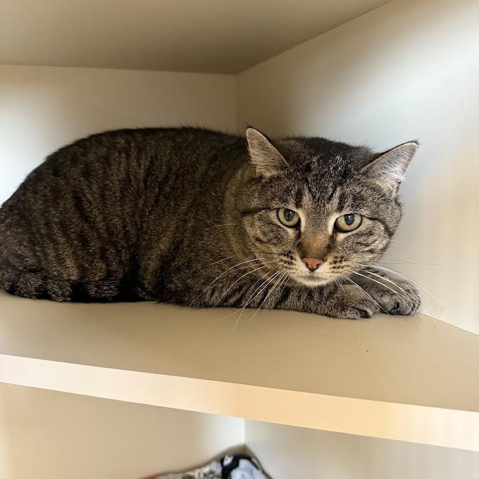 Sam, an adoptable Domestic Short Hair in Cody, WY, 82414 | Photo Image 1