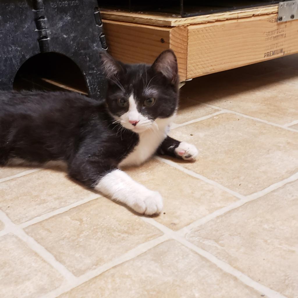 Sylvester, an adoptable Domestic Short Hair in Cody, WY, 82414 | Photo Image 2