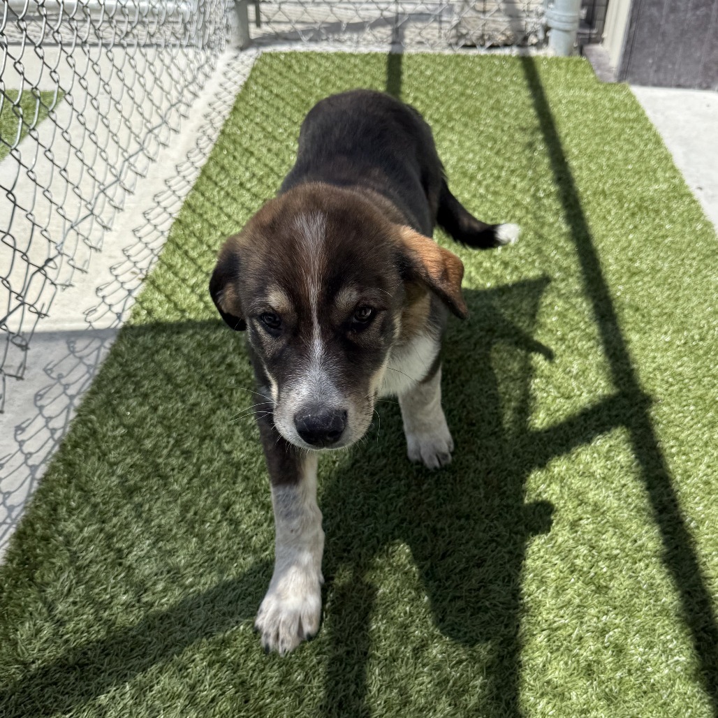 Elway, an adoptable Mixed Breed in Cody, WY, 82414 | Photo Image 1