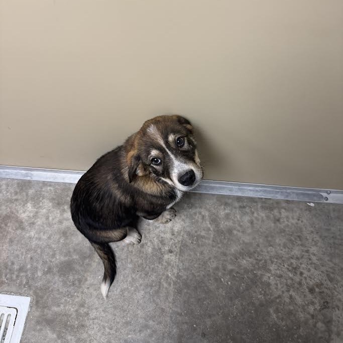 Elway, an adoptable Mixed Breed in Cody, WY, 82414 | Photo Image 2