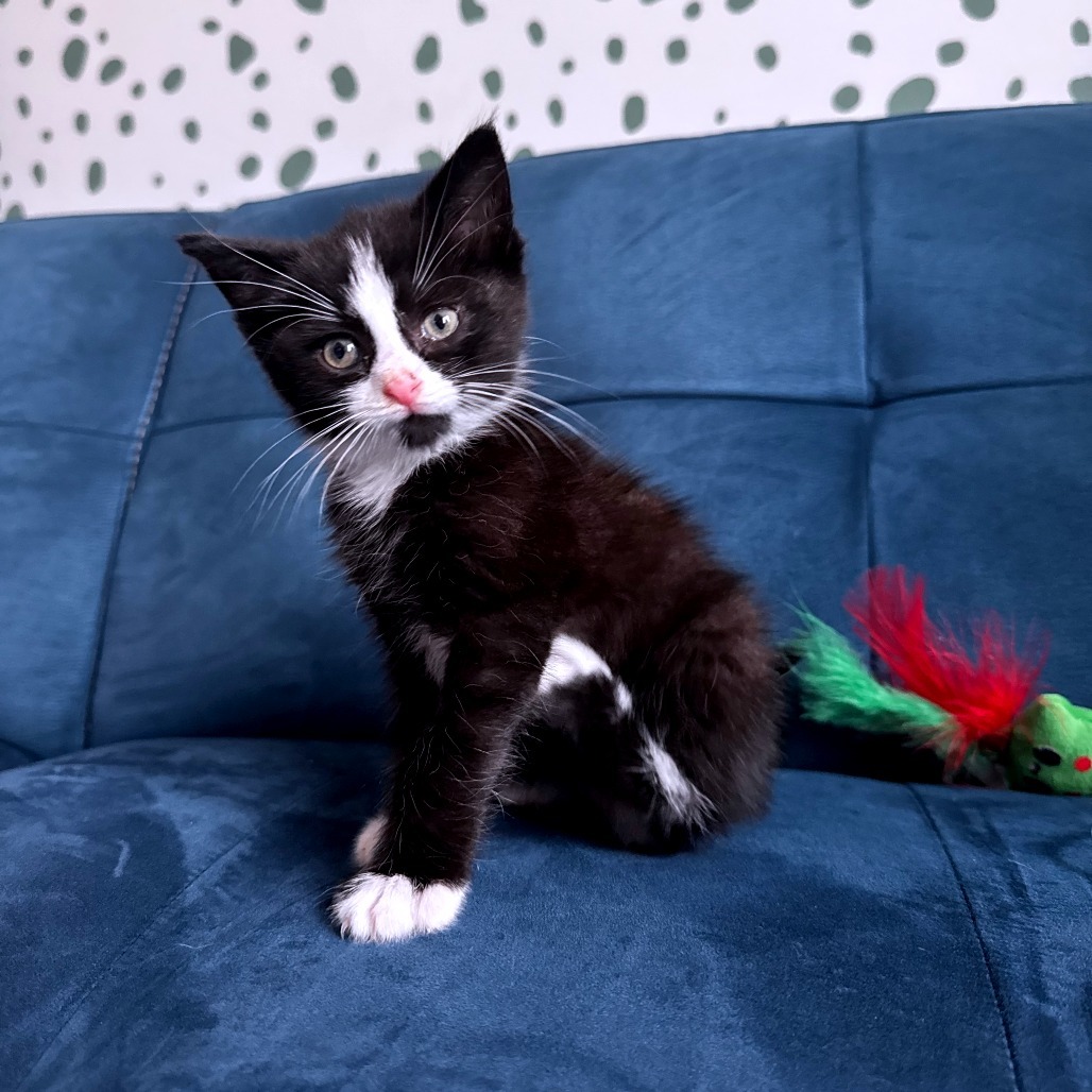 Captain Hook (In Foster)