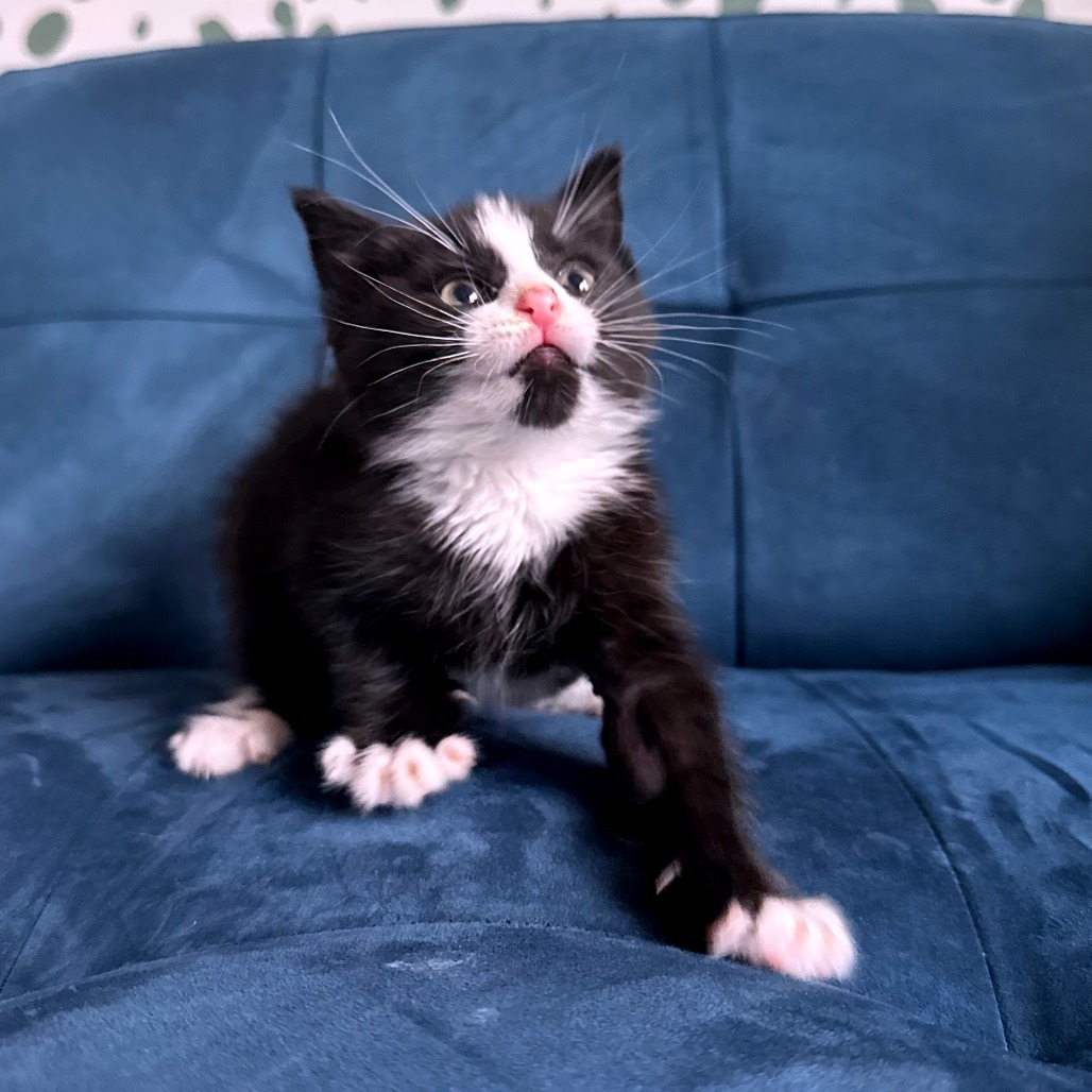 Captain Hook (In Foster)