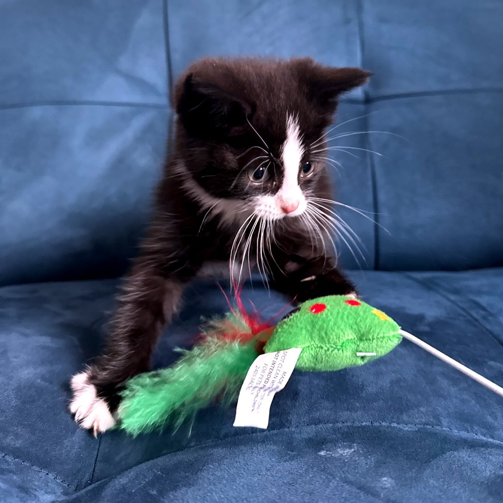 Captain Hook (In Foster)