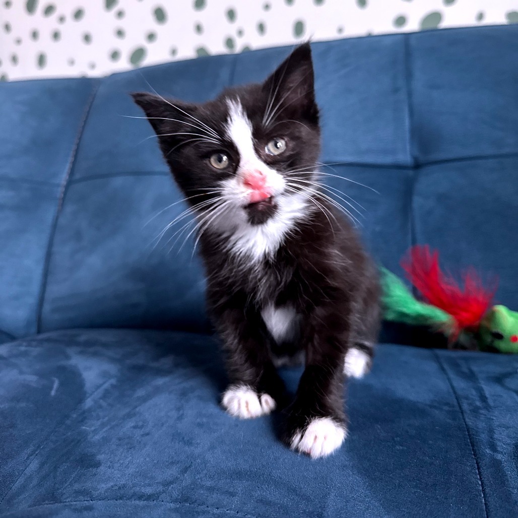 Captain Hook (In Foster)